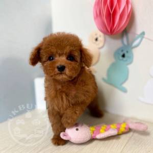 Toy  Poodle  puppies Whatsapp/Viber +447565118464