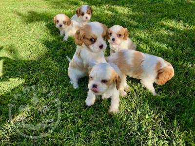 Cavalier King Charls  puppies  