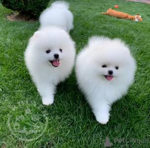 Pomeranian puppies Whatsapp/Viber +447565118464