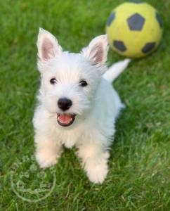 Stunning Westie Puppies Now Available