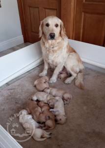 Extensively health tested golden retriever pups