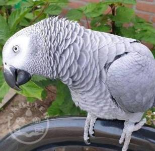 Grey parrot