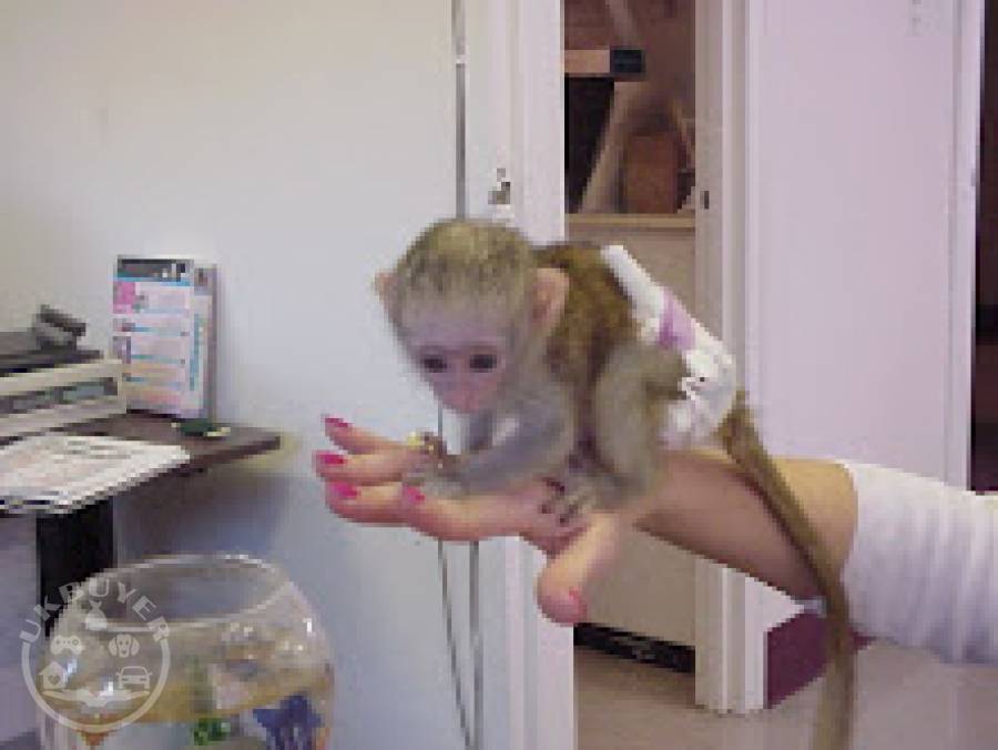Capuchin Monkeys Whatsapp/Viber +447565118464