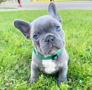 French bulldog puppies  Whatsapp/Viber +447565118464