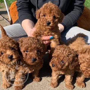 Poodle puppies .Whatsapp/Viber +447565118464