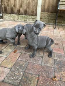 beautiful-staffordshire-bull-terriers-puppies-5fce65992264f