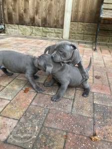 beautiful-staffordshire-bull-terriers-puppies-5fce659978a2e