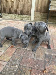 Staffordshire Bullterrier puppies