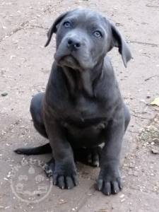 female-blue-cane-corso-5df7cfe7d5818