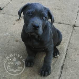 female-blue-cane-corso-5df7cfea23879