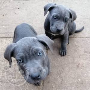 Cane Corso Puppies