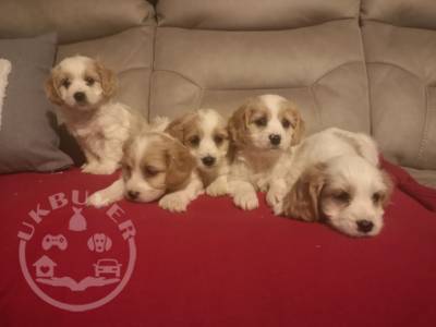 Cavachon-puppies-5fd11d4fdd64c