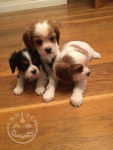 stunning Cavalier King Charles Spaniel puppies.