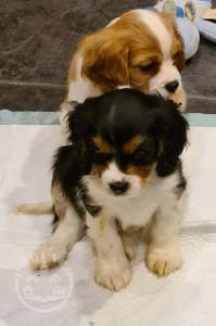 Cavalier King Charles Spaniel -5fc9554c6fb02