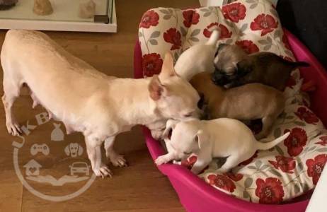 chihuahua-puppies-5e07b579840ad