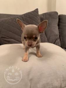 Chihuahua -puppies-5e03d90495cc1