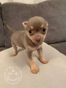 Chihuahua -puppies-5e0e483592355
