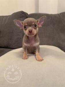 Stunning Chihuahua puppies