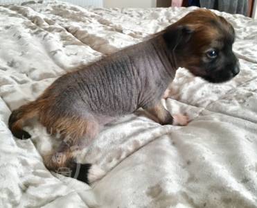 chinese-crested-puppies-kc-registered-5df9326857bb4