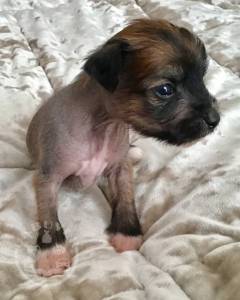 Chinese Crested Hairy And Hairless Puppies Kc