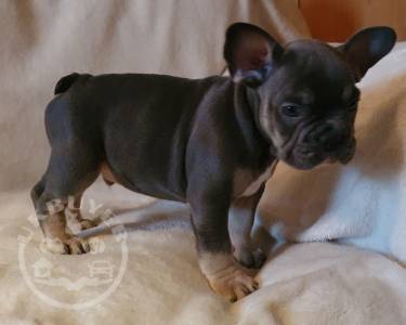 2-french-bulldog-male-puppies-left-5fd5e10fd90d9