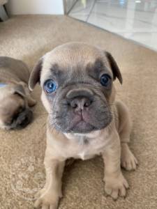 Adorable french bulldog puppies