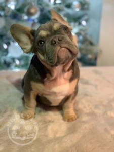 French Bulldog-5fd5e62a82600