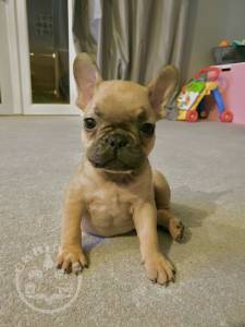 French Bulldog bde0087f7