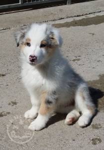 australian-shepherd-puppy-wanted-5f9dea87b7571 (1)