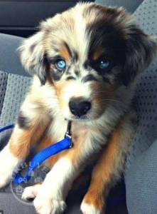 Central Asian Shepherd puppies