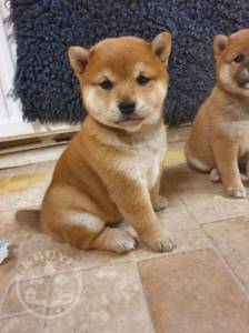 6th-generation-pedigree-tan-shiba-inus-5fd48a4d74670