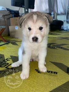 giant-alaskan-malamutes-rare-pure-white-60eae4d451684