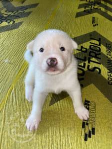 Alaskan Malamute Puppies