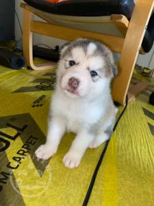 pure-white-alaskan-malamutes-rare-60dac855dc732