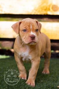 American Bulldog-60e81c3573c59