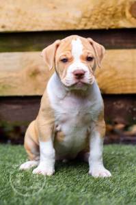 American Bulldog-60e81c389ad2d