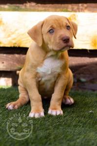 American Bulldog-60e81c38d09e0