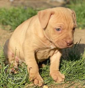 Pedigree American Bulldog Puppies