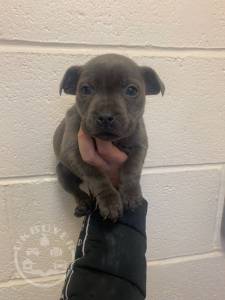 blue-staffordshire-bullterrier-ch-5e0b7f15a6462