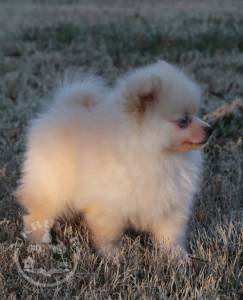 Gorgeous puppies playful pomeranina ra good home