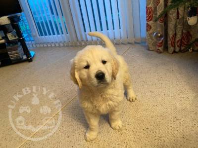 Golden Retriever -puppies-5fd4fa453066d