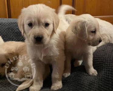 Pedigree Golden Retriever Puppies