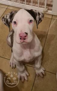 great-dane-puppies-for-sale-5fd35ab260645