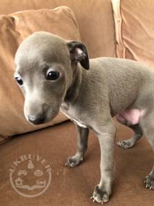 Italian Greyhound 5dcf2290075b2