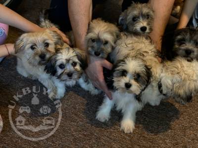 Purebreed Havanese puppies