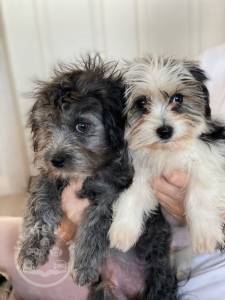 havanese-puppies-5fce469e98fdf