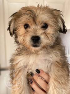 havanese-puppies-5fce46ff751c2