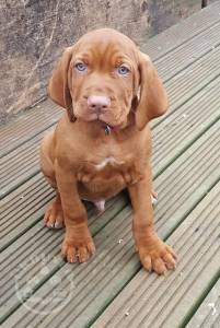 Hungarian Vizsla Puppies