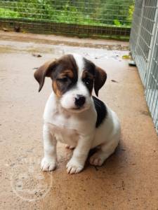 beautiful-jack-russel-terriers-5d93554551d8e