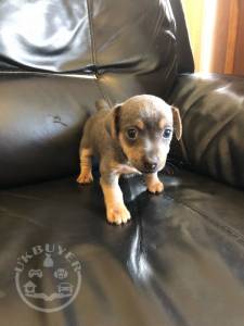 rare-jack-russel-terrier-puppies-5d949a39b832e